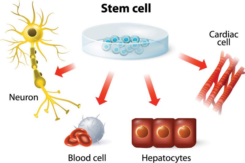Stem-Cell-Therapy-North-Bend-WA