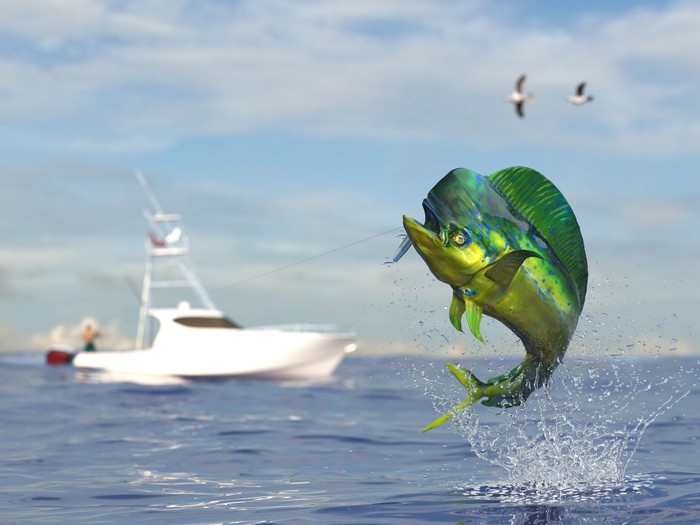 Fishing-Charter-Gulf-Stream-FL