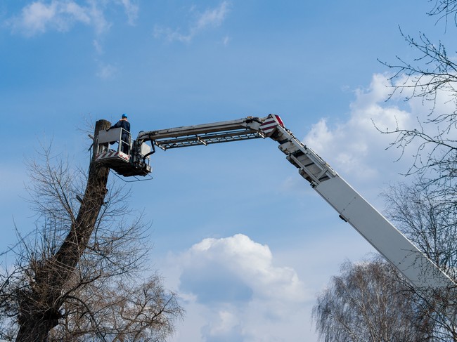 Emergency-Tree-Removal-Service-Conway-WA