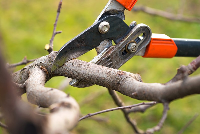 Affordable Federal Way tree care service in WA near 98023